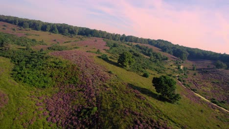 Antenne,-Die-Bei-Sonnenaufgang-über-Lila-Heidehügel-Im-Nationaal-Park-Veluwe-Fliegt