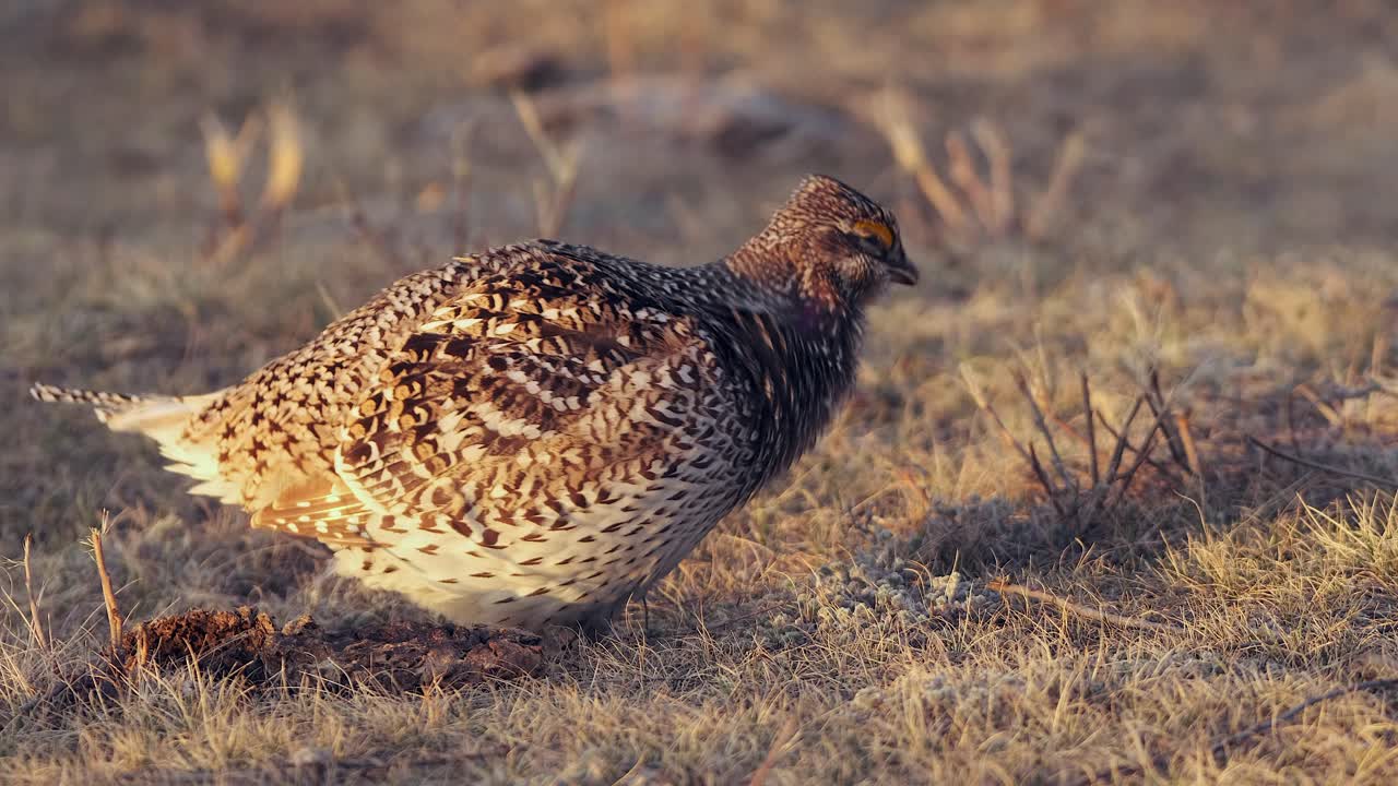 황금 시간 해가 뜨는 시점: 사프테일 (sharptail grouse) 은 프레이리 레크 (prairie lek) 에서 반복적으로 울부는다.