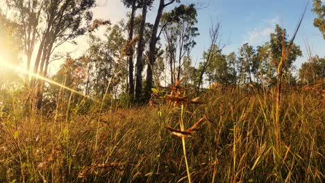 A-Stunning-View-From-The-Grass-Looking-Up-To-The-Sky-And-Tall-Trees---Low-Angle-Shot