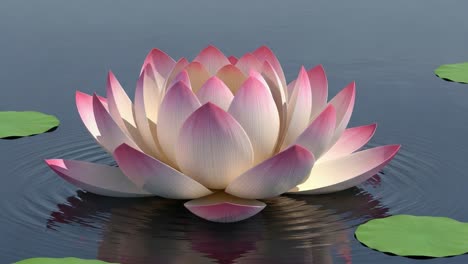 pink and white lotus flower on water