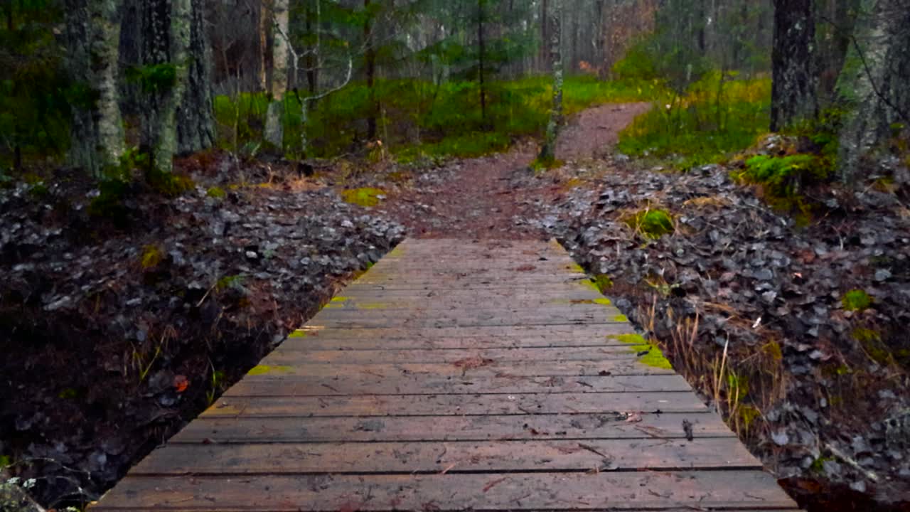 숲길 을 가로지르는 나무 다리