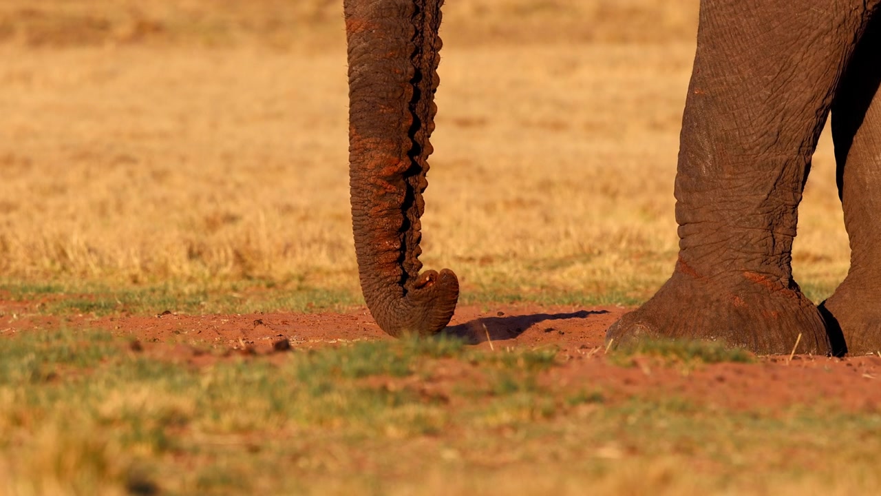 Afrikansk elefant bruger snabelspidsen til at søge efter mineraler, nærbillede fra lav vinkel.