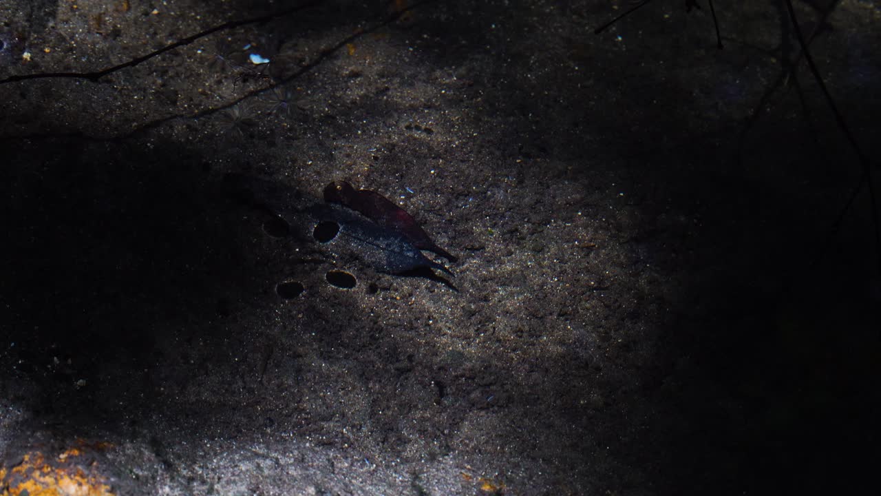 Static view of a night scenery with water striders jumping on surface of water