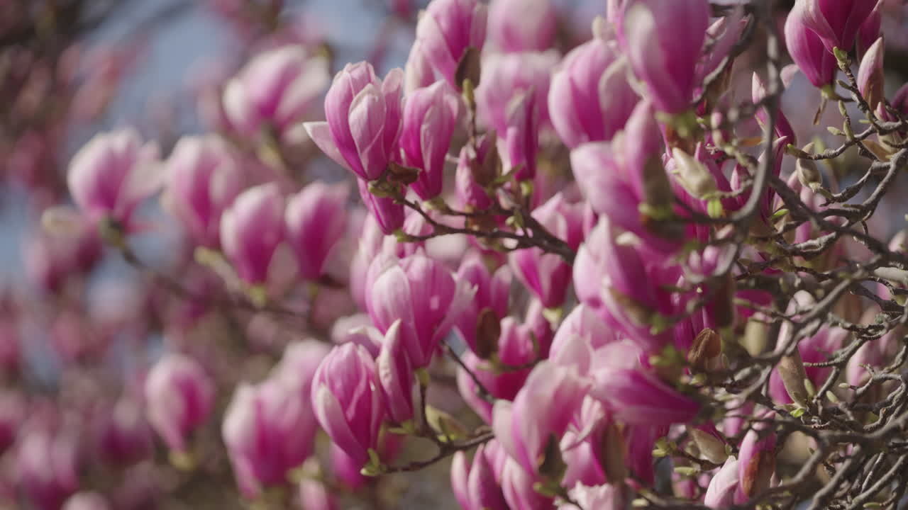 las flores de un árbol de magnolia en primavera