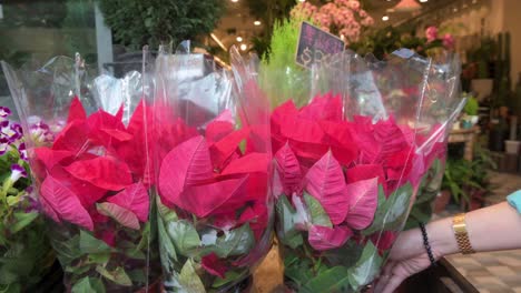 autóctonas de méxico, las plantas con flores rojas de poinsettia se usan ampliamente en navidad para decorar y exhibir, y se ven a la venta en un mercado de flores en hong kong