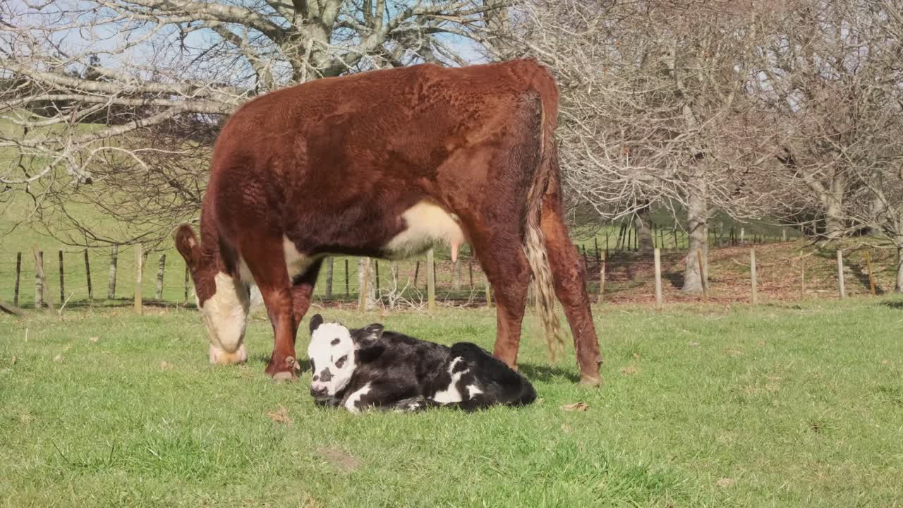 Two day old calf sitting in the winter sun
