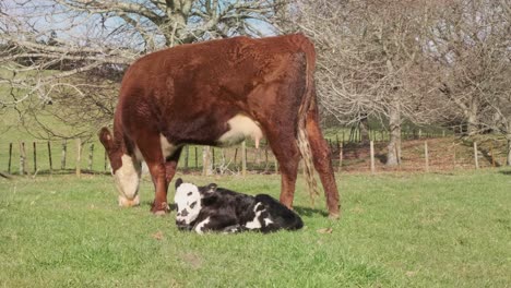 two day old calf sitting in the winter sun