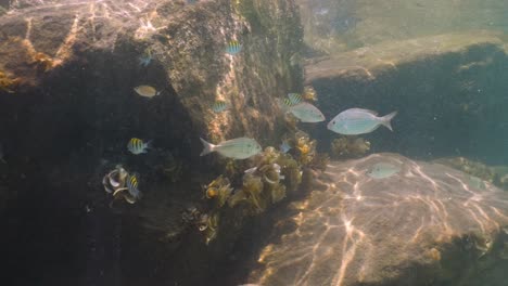 Bucear-A-Lo-Largo-De-Un-Embarcadero-De-Roca-Y-Ver-Muchos-Peces-De-Arrecife-Nadando-A-Lo-Largo