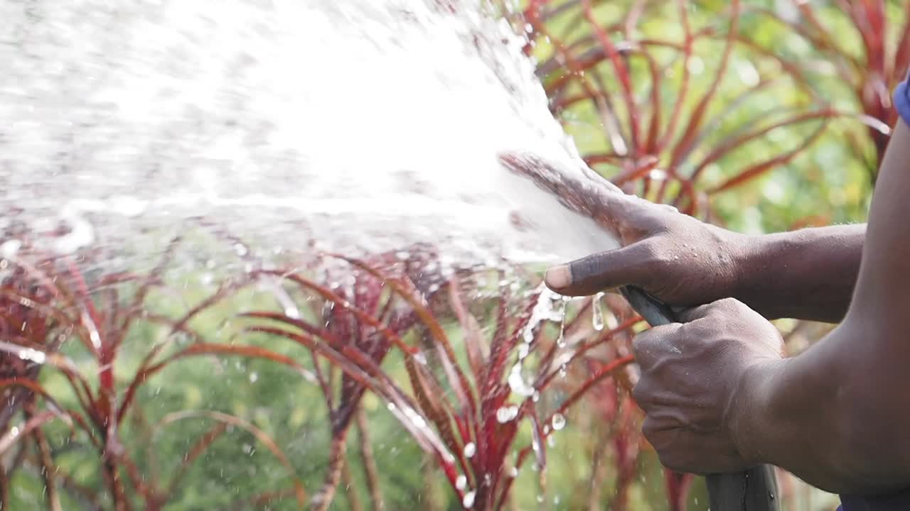 regar las plantas en el jardín
