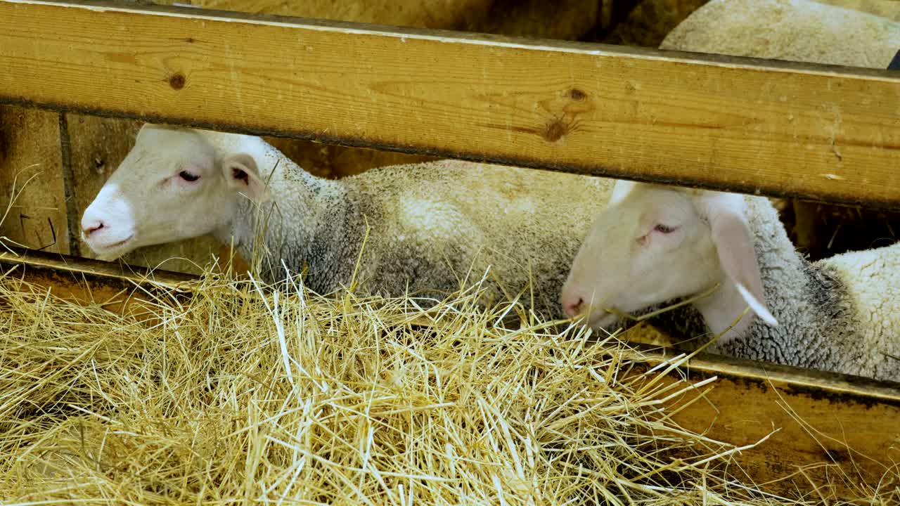 Pecore nell'ovile che masticano il fieno