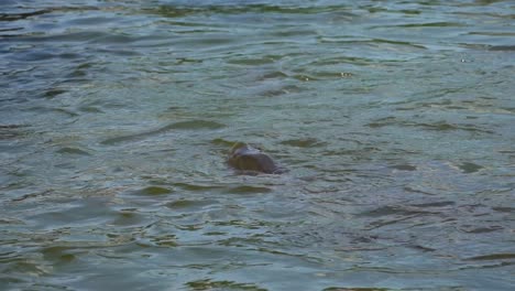 Aufnahmen-Von-Plätscherndem-Wasser-Mit-Großen-Karpfen,-Die-Um-Nahrung-Kämpfen,-Statische-Ansicht