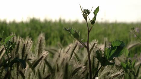 scenic view of a grass field in a windy day