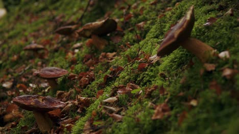 toadstool mushroom fungi growing on dark moss covered green wall