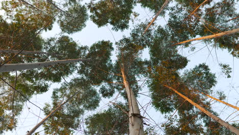 slow motion fantasy sunset forest view looking up into the treetops