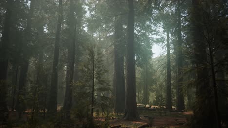 Puesta-De-Sol-En-El-Bosque-Gigante,-Parque-Nacional-Secoya,-California