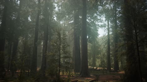sunset on the giant forest, sequoia national park, california
