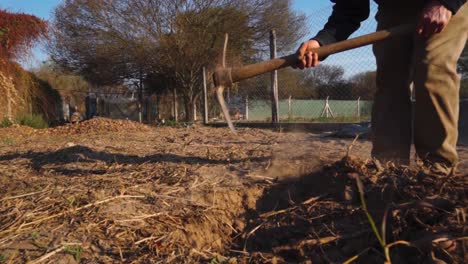 man digging with a shovel in the ground to extract sweet potatoes in an organic garden in slow motion