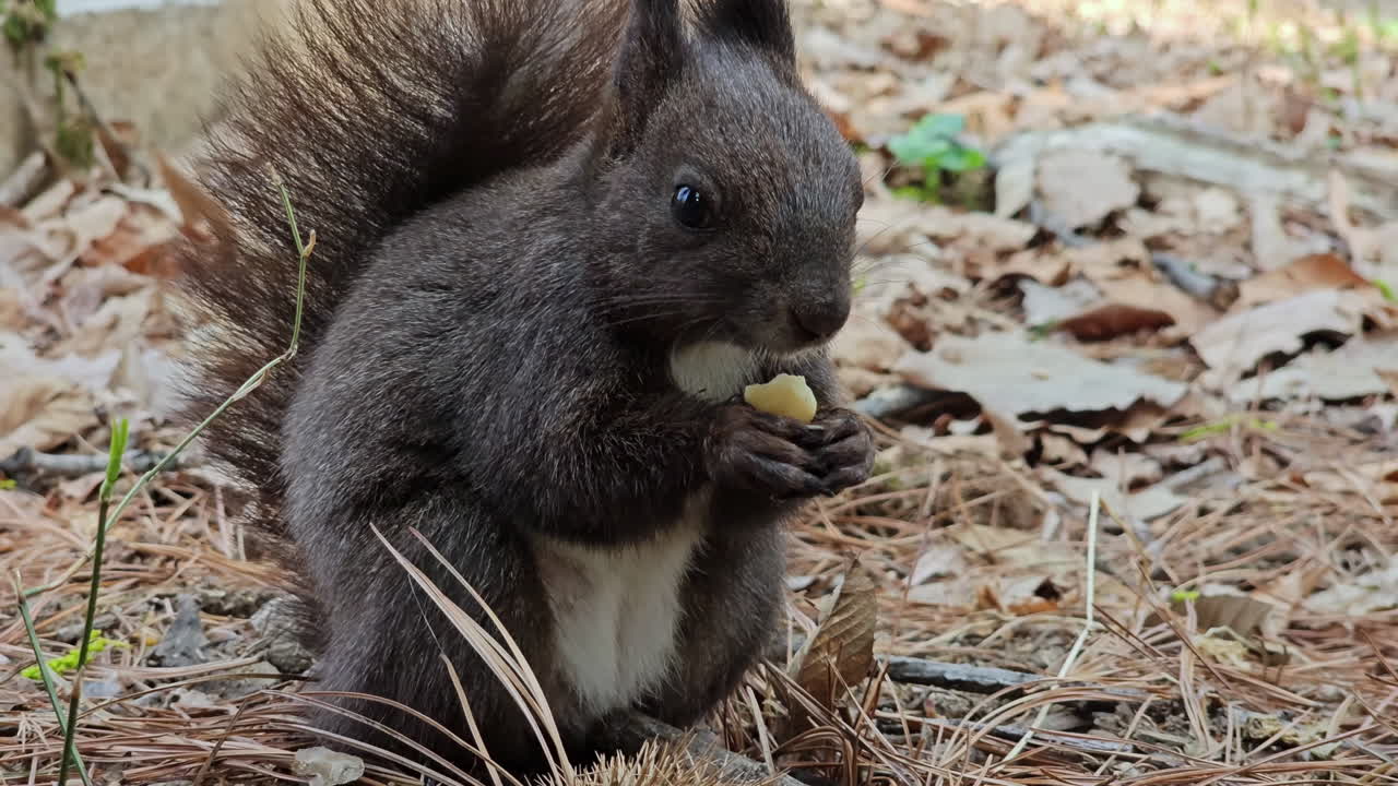 ardilla de árbol rojo en abrigo negro comiendo semillas en el suelo en el parque