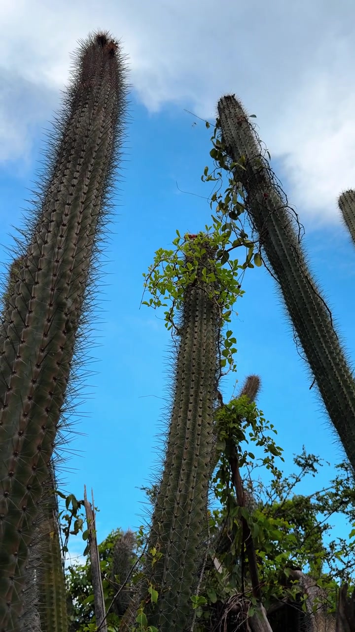 Cactus alti sotto un cielo tropicale blu. Colonne di cactus verticali si ergono contro un cielo azzurro limpido in una zona tropicale arida