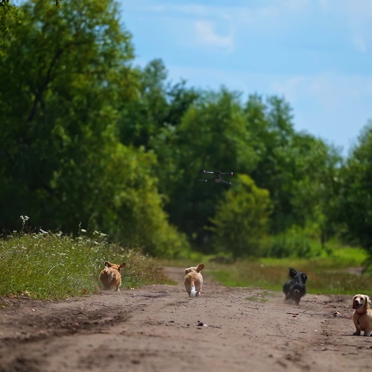 Playful dogs outside. Funny dogs run and jump at the drone flying on green nature background.drone and group of pets in rural place in summer.