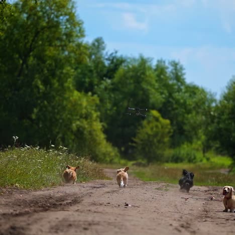 playful dogs outside. funny dogs run and jump at the drone flying on green nature background.drone and group of pets in rural place in summer.