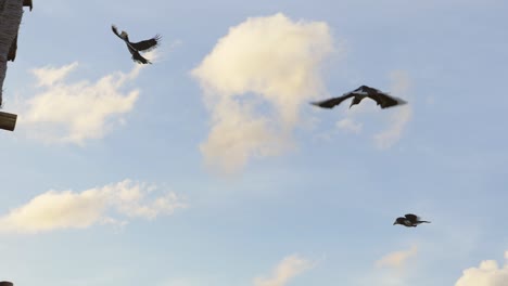 Great-Hornbills-flying-in-air-and-landing-on-thatched-roof,-slow-motion