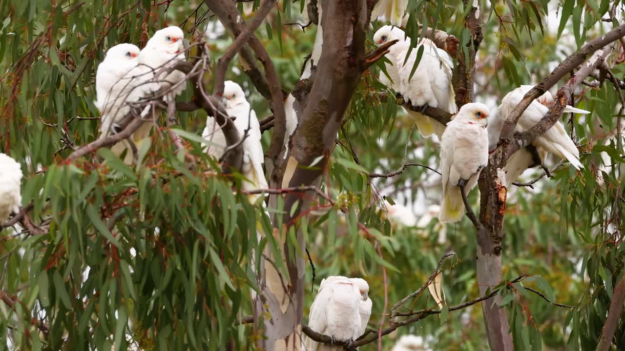 A close-up view of long-billed corellas resting on eucalyptus branches, showcasing their white plumage and natural behavior.