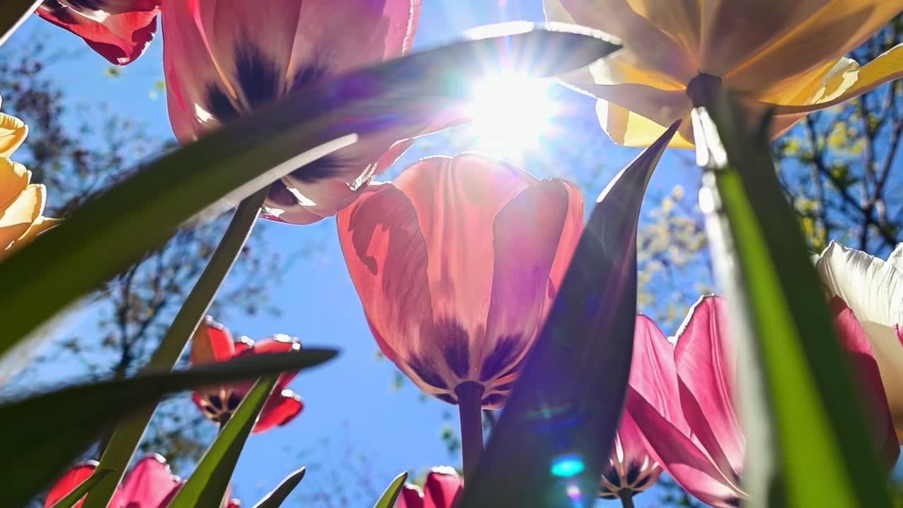 鮮やかなチューリップが澄んだ青空を背景に咲き誇る様子をローアングルで撮影したビデオ。色とりどりの花びらが捉えられている。