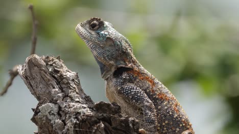 Fotograma-Completo:-Lagarto-De-árbol-De-Agama-De-Garganta-Azul-En-La-Rama-De-Un-árbol-Africano