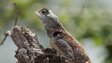 fotograma completo: lagarto de árbol de agama de garganta azul en la rama de un árbol africano