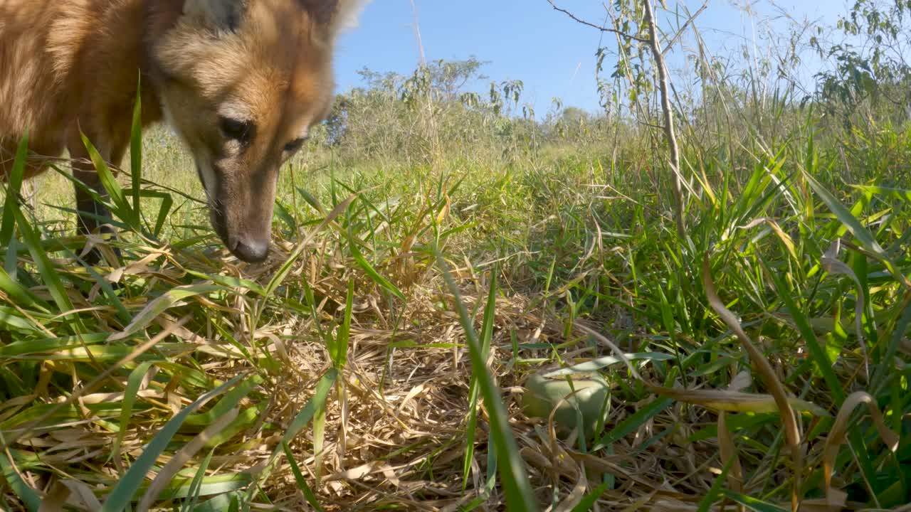 lobo de crin acercándose mucho a la cámara mostrando sus largas patas