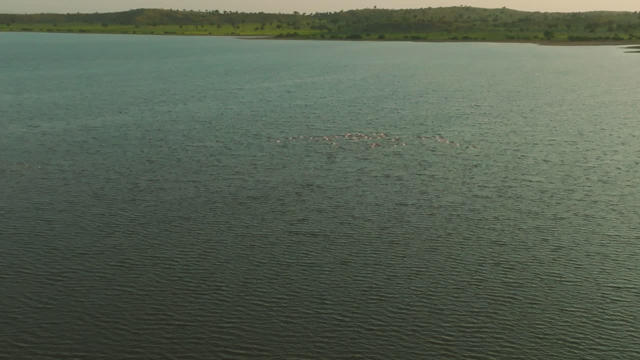 impresionante escena aérea que captura una bandada de flamencos navegando en las aguas del gran rann de kutch, un pantano salado estacional en el desierto de thar de gujarat