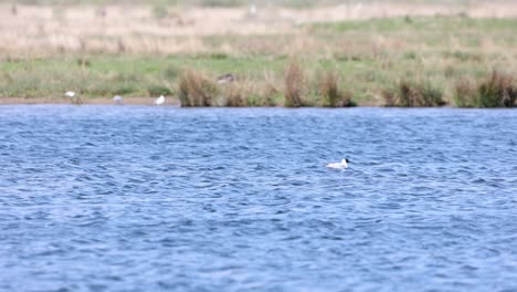 water birds wading in a lake - 4k slow motion