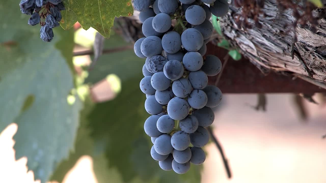 primer plano de un racimo de uvas de vino tinto en el valle de napa antes de la cosecha, california, usa-1