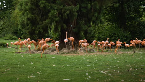 group of large flamingos feeding on grass surface inside a zoo care