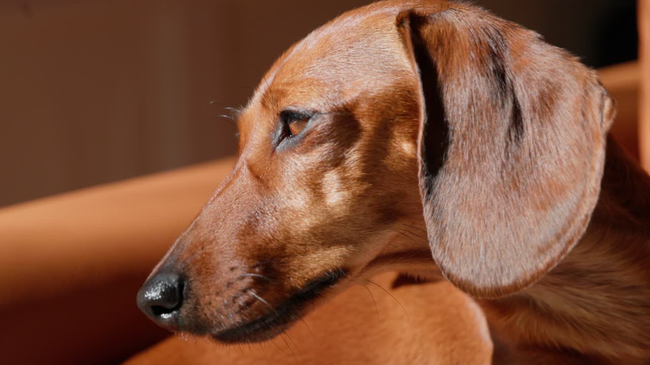 A red dachshund glances sideways in profile, framed by soft sunlight as she rests indoors during a quiet winter afternoon.