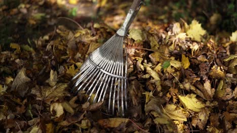 rake standing next to a bunch of leaves in autumn or fall