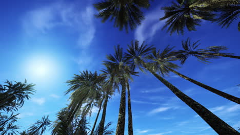 palm trees in the sunny sky