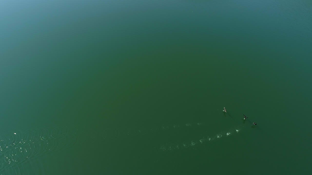 오리는 헤엄치고 호수에서 출발한다