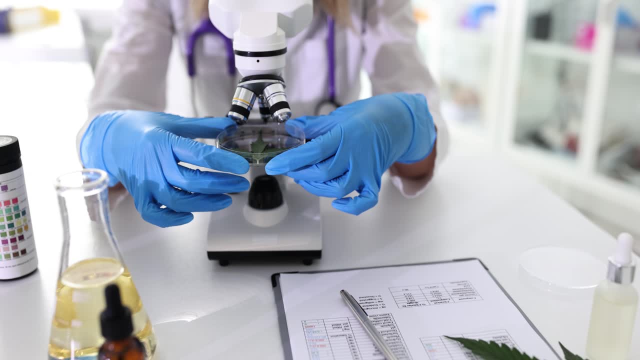 Scientist Examining Cannabis Leaf Under Microscope