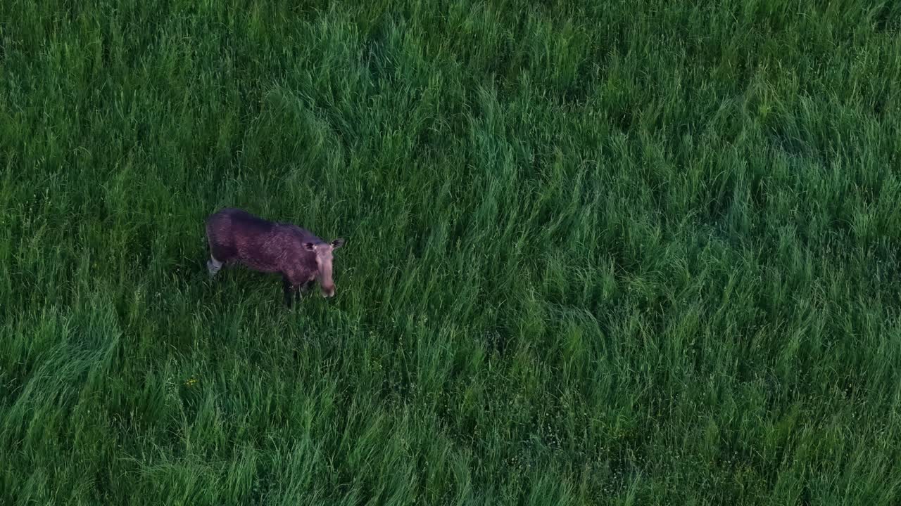 Vista aerea di un alce selvatico in piedi in un campo di erba alta e verde, natura.