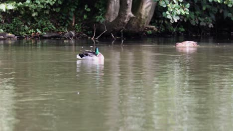 Stockente-Schwimmt-In-Einem-Teich-Im-Mendener-Sauerland