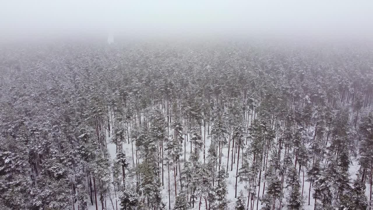 хвойный лес, покрытый снегом, окутанный туманом в зимнее время