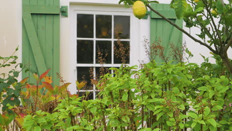 panning shot of lemon hanging in tree, swinging in wind in front of window with shutters on farm