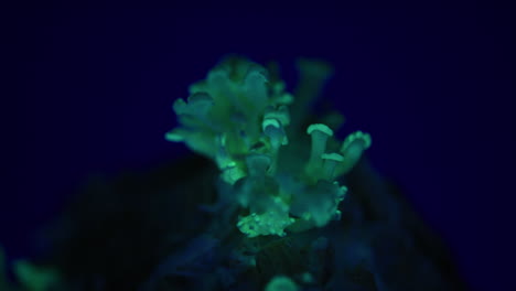 Beautiful-Tracking-Shot-of-a-Bioluminescent-Mushroom---Panellus-stipticus