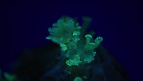 hermosa foto de seguimiento de un hongo bioluminiscente - panellus stipticus
