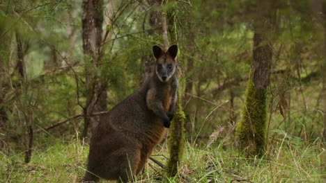 wachsames sumpf-wallaby-makropoden-beuteltier aus ostaustralien in wilder buschlandschaft starrt direkt in die kamera