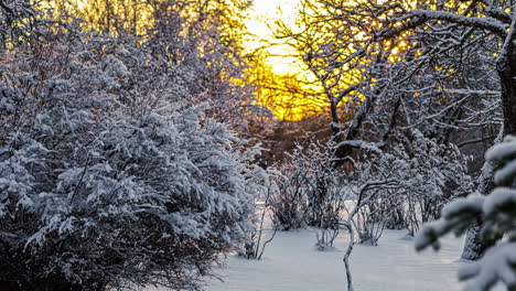 Time-lapse-golden-sunset-in-frozen-forest-covered-in-white-snow-in-winter