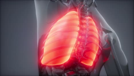 examen radiológico de los pulmones humanos