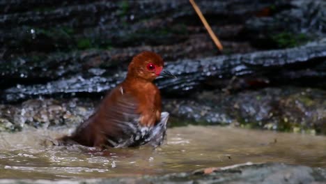 a skittish waterbird found in thailand in which it likes to stay undergrowth especially thick grass so when threatened it can hide right away